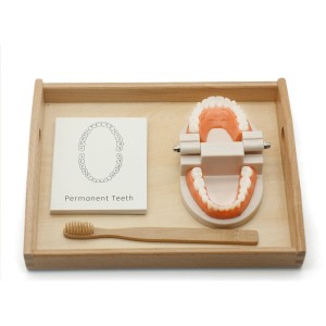 Zabawka Drewniana Montessori Wczesna Edukacja Mycie Zębów