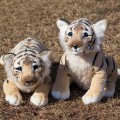 0_Nowa-symulacja-tygrys-lew-Leopard-nadziewane-i-pluszowe-zwierz-ta-urocza-lalka-dziecko-urodziny-zabawki-prezentowe.jpg
